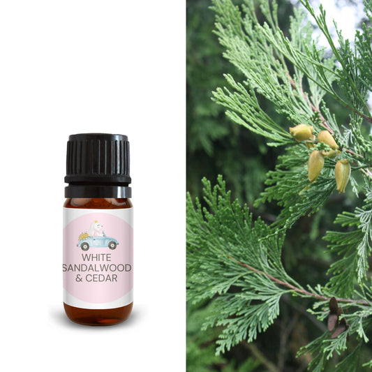 10ml white sandalwood and cedar oil bottle next to cedar tree foliage and cones